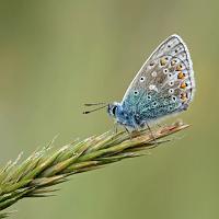 Common Blue 2 